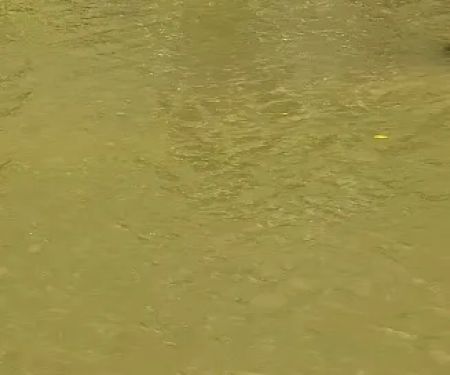 Williams River Road Forest Service Campsite