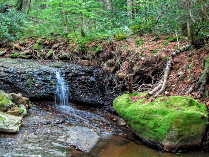 Tea Creek Campground Picture 5