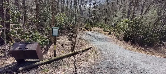 Williams River Campsite 18 Picture 1