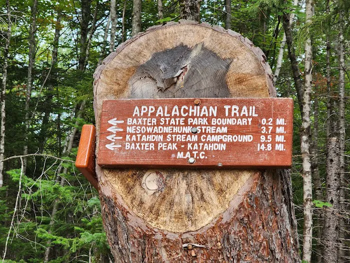 Abol Pines State Campsite Picture 3