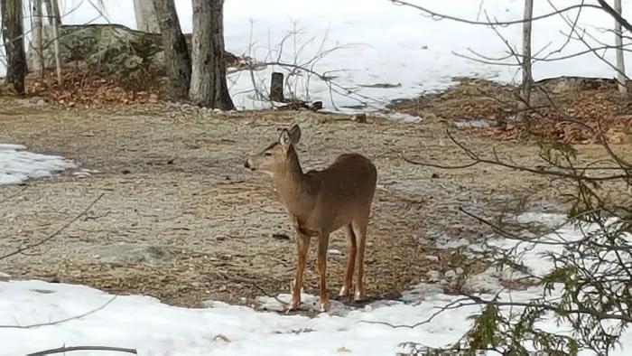 Abol Bridge Campground & Store Picture 4