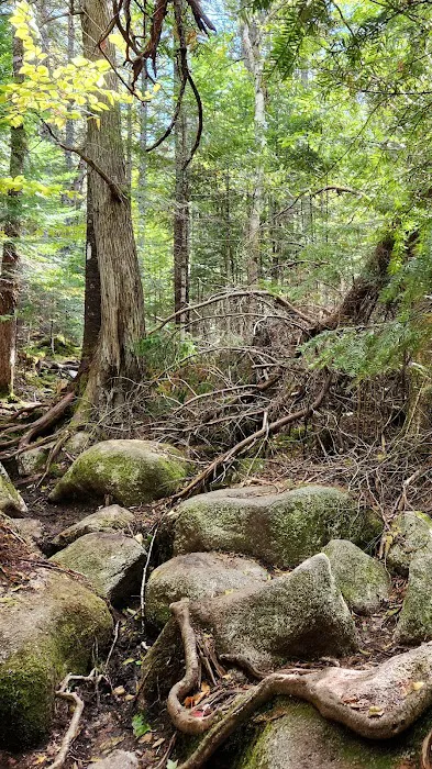 Daicey Pond Campground Picture 6