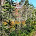 Duck Harbor Campground