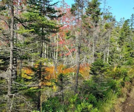 Duck Harbor Campground