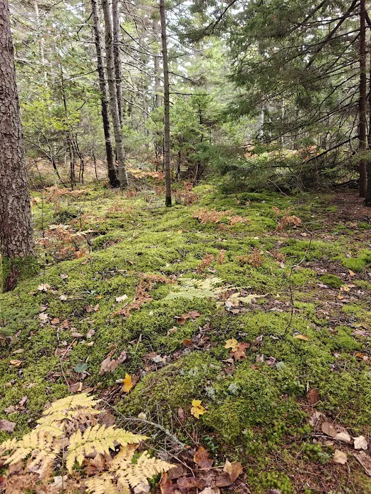 Quietside Campground & Cabins Picture 10