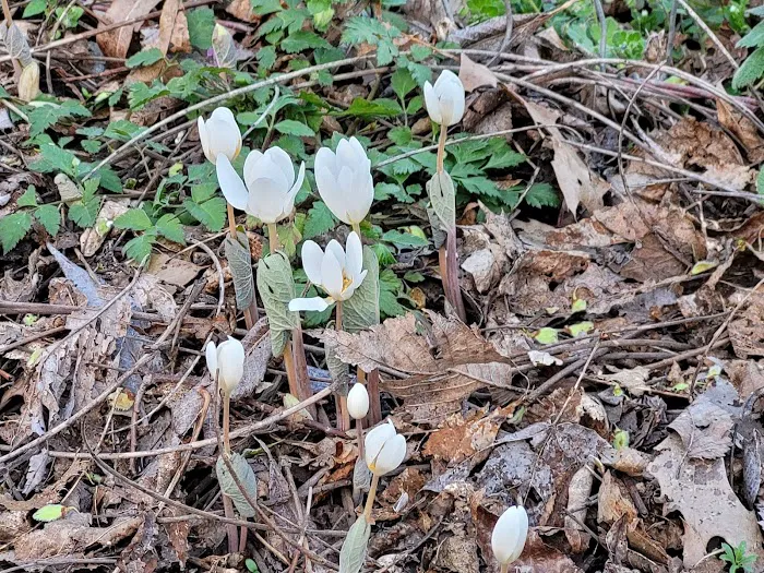 Ohio And Erie Canal Towpath Trail Campsite Picture 5
