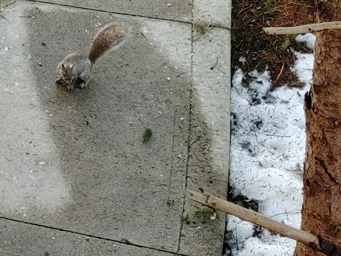 Whispering Pines Tree House Picture 9