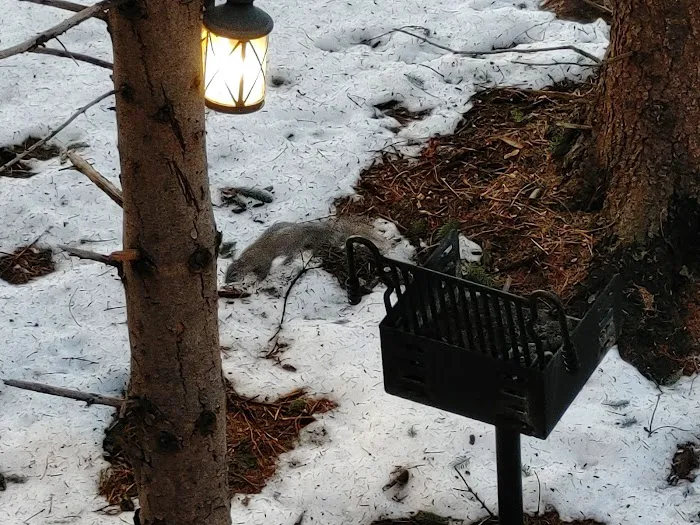 Whispering Pines Tree House Picture 10