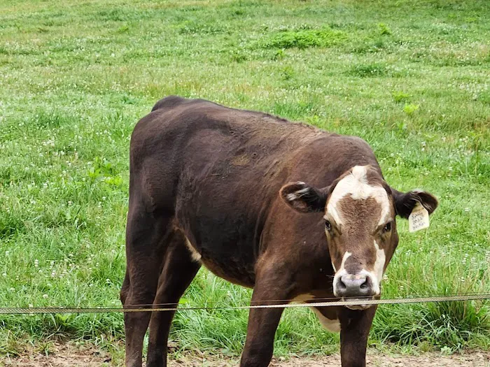 Turkey Hollow Campground Picture 8