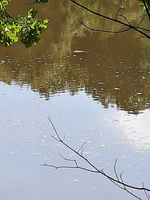 Davlin Lake Picture 4