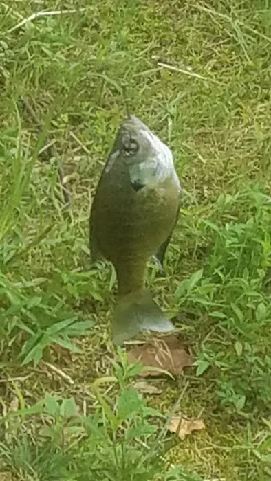 Pete's Lake And Campground Picture 2