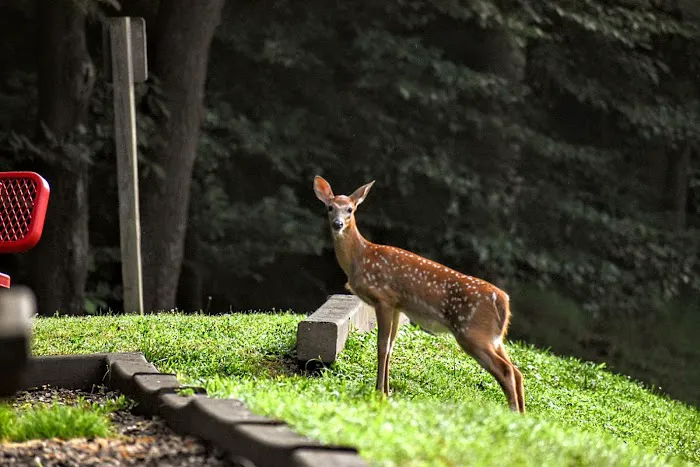 Gerald Freeman Campground Picture 4