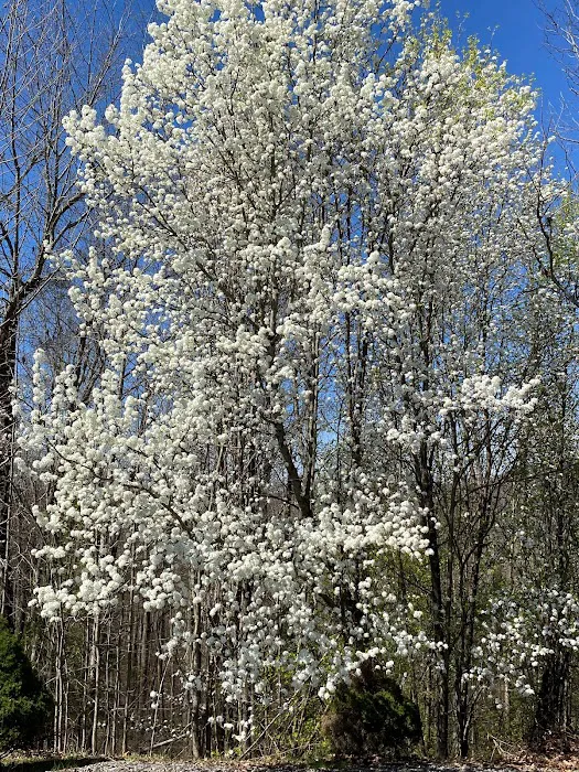 Flatwoods KOA Journey Picture 3