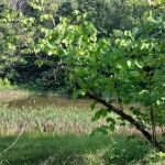 Goose Dam Campground