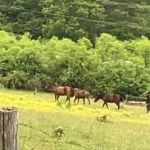 Adaptive Outdoor Adventures