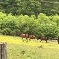 Adaptive Outdoor Adventures ico