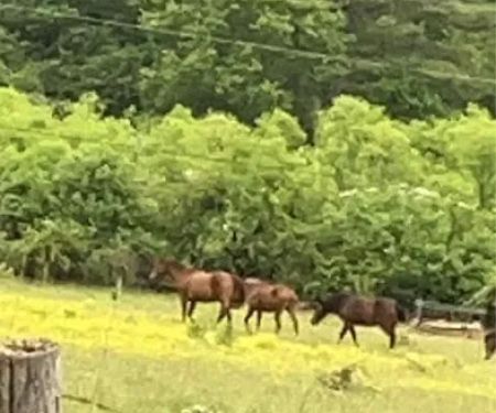 Adaptive Outdoor Adventures