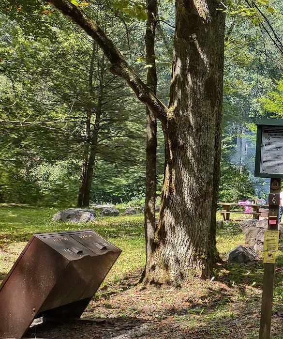 Williams River Campsite 6 Picture 1