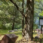 Williams River Campsite 6