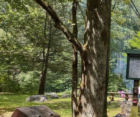 Williams River Campsite 6