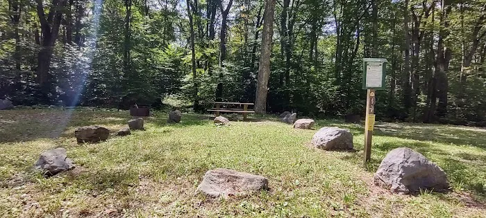 Williams River Campsite 5 Picture 1