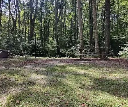 Williams River Campsite 3