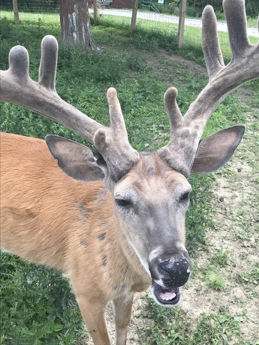 Town & Country Camp Resort Picture 7