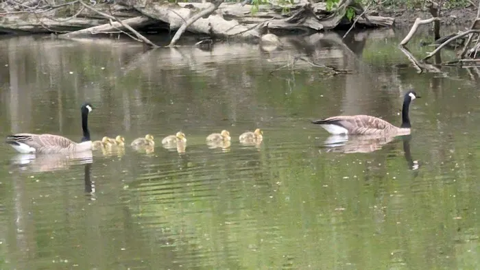 Findley State Park Campground Picture 1