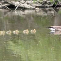 Findley State Park Campground ico