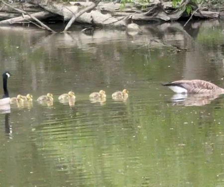 Findley State Park Campground