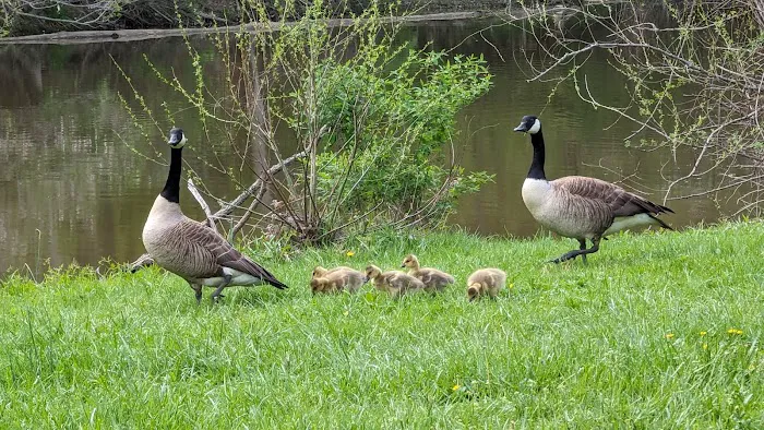 Findley State Park Campground Picture 8