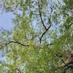 Whispering Falls Campground