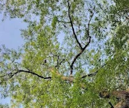 Whispering Falls Campground