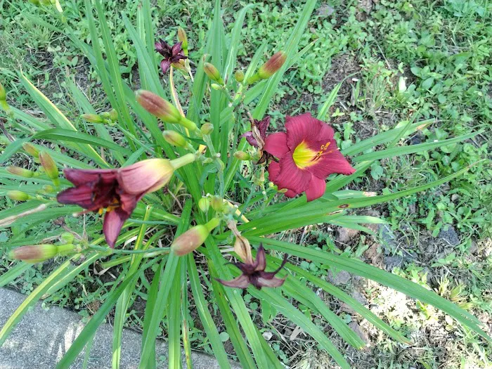 Bobo’s campground Picture 3