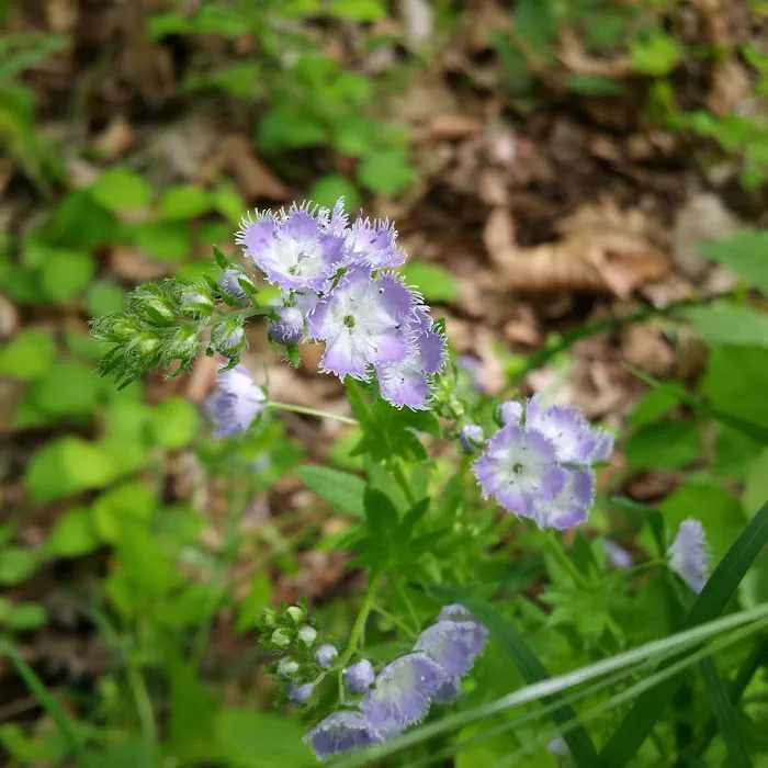 Hallowed Hills Picture 4