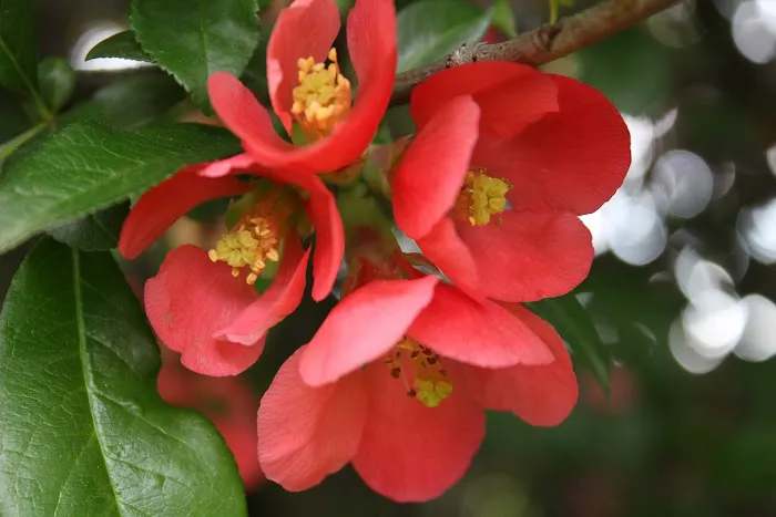 Hallowed Hills Picture 1