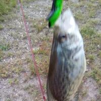 Maplewood Christian Campground ico