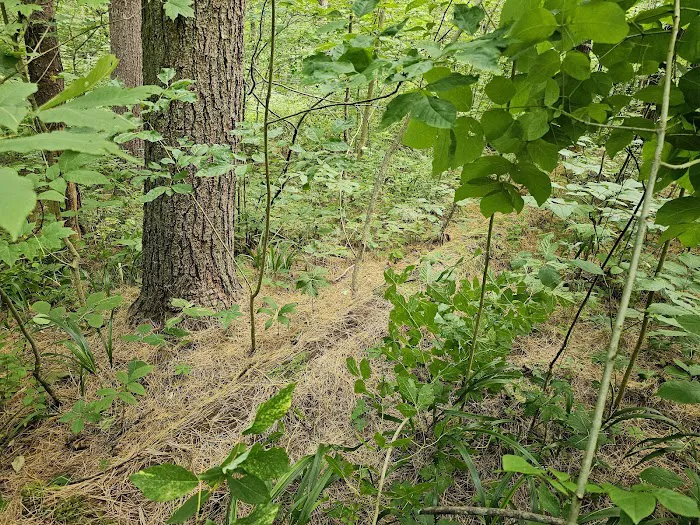 Burr Oak Cove Campground Picture 8