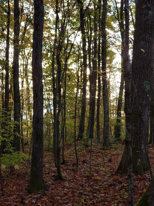 Bishop Knob Campground Picture 7