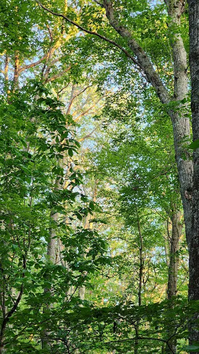 Bishop Knob Campground Picture 2