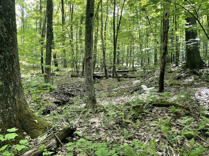 Bishop Knob Campground Picture 8