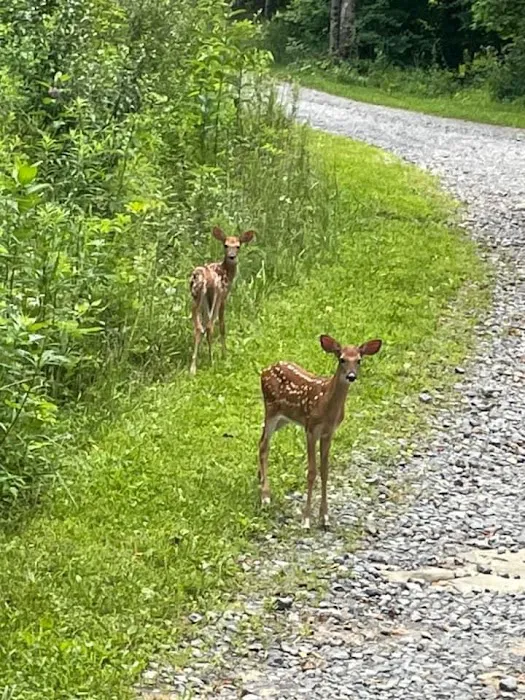 Beaver Lakes Campground Picture 5