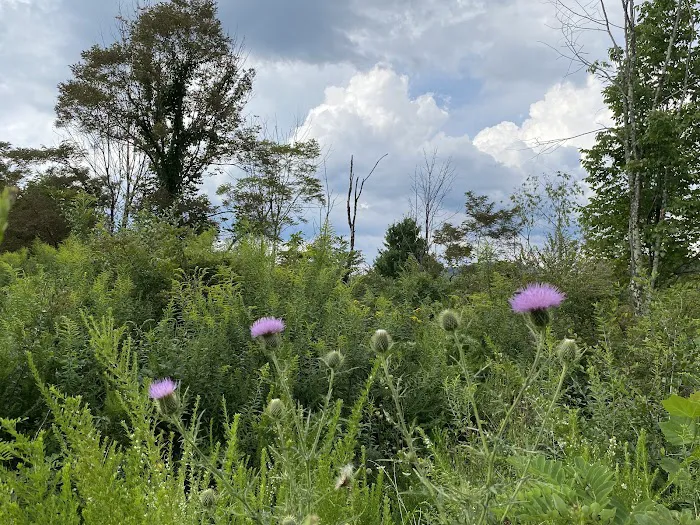 Beaver Lakes Campground Picture 4