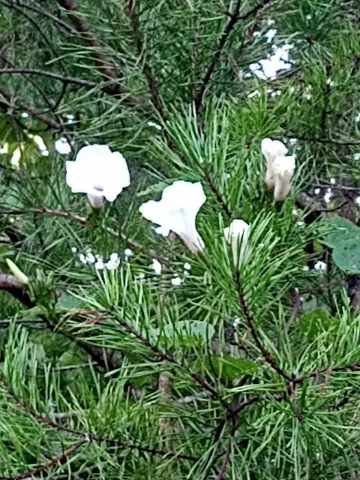 Labhaoise Camp and Hunt Club Picture 6