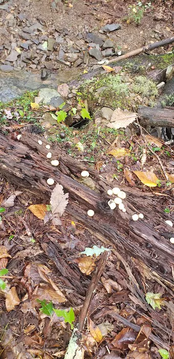 Caldwell Fields Campground Picture 2