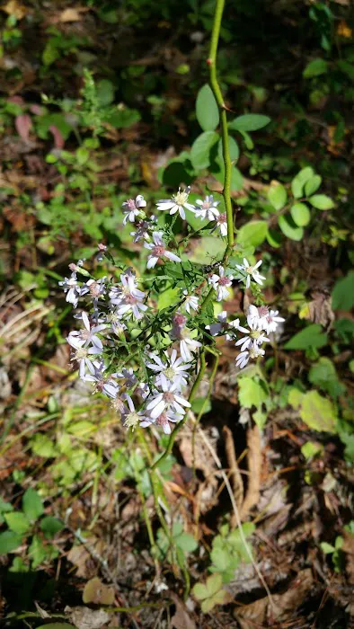 BLUE MEADOW Picture 1