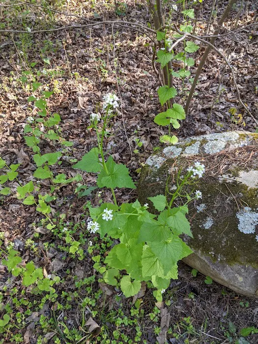 Blue Bend Campground Picture 3
