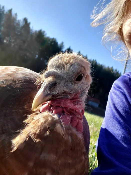 State Fair of West Virginia Campground Picture 2