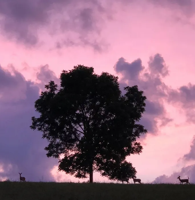 WV Glamping Domes Picture 10