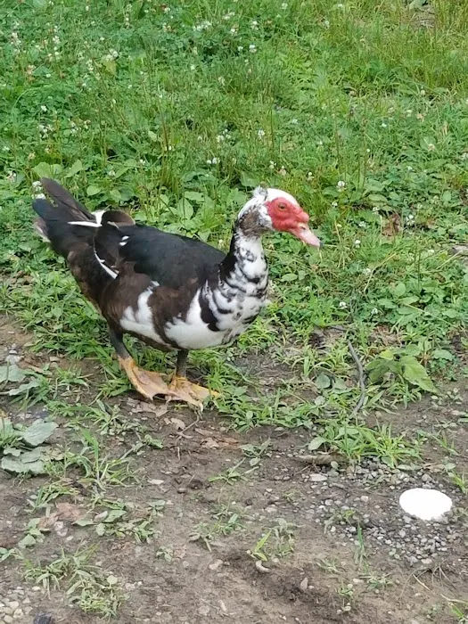 Hidden Acres Campground Picture 9